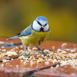 Tout ce que vous devez savoir pour bien nourrir les oiseaux en hiver
