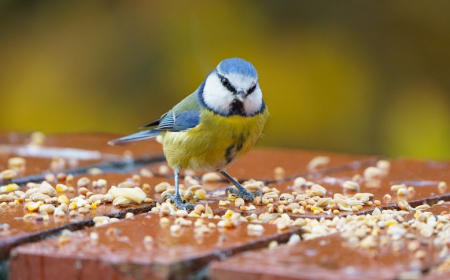 comment nourrir les oiseaux en hiver idee de nourriture pour oiseaux laquelle