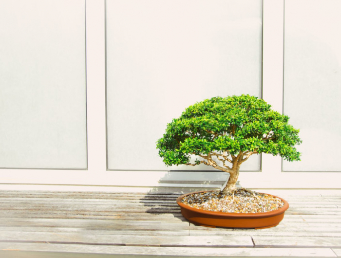 comment s occuper d un bonsaï astuces et conseils pour avoir une belle plante
