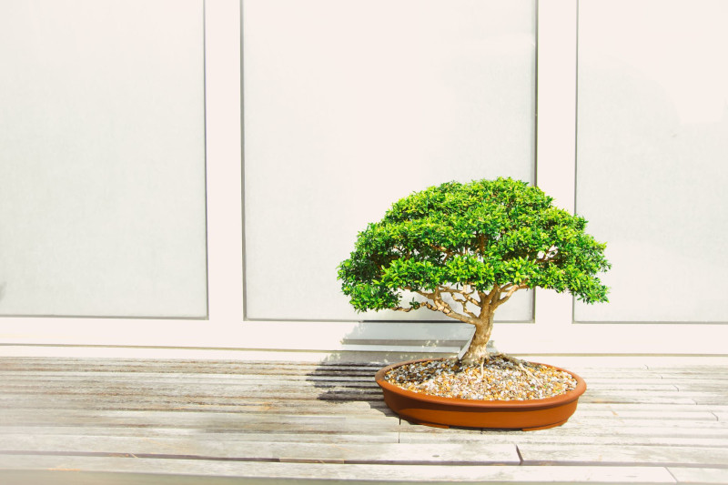 comment s occuper d un bonsaï astuces et conseils pour avoir une belle plante