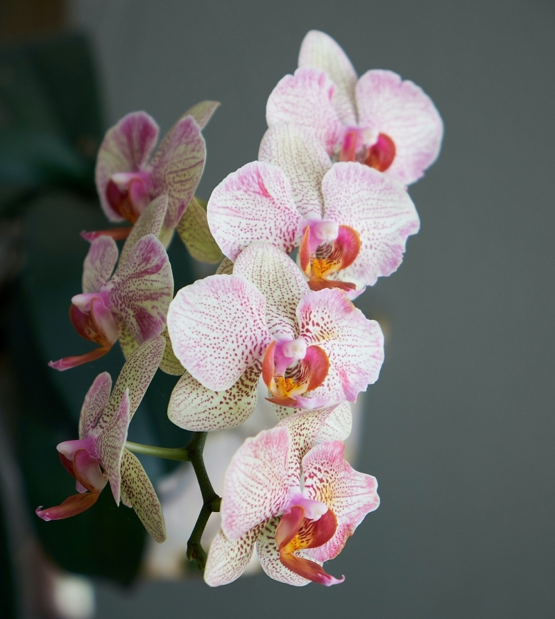 comment sauver une orchidée conditions température soleil