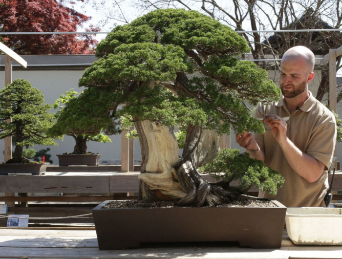 comment tailler un bonsaï astuces et conseils le meilleur moment pour la taille