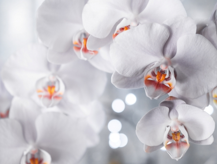 conditions comment s occuper d une orchidée blanche