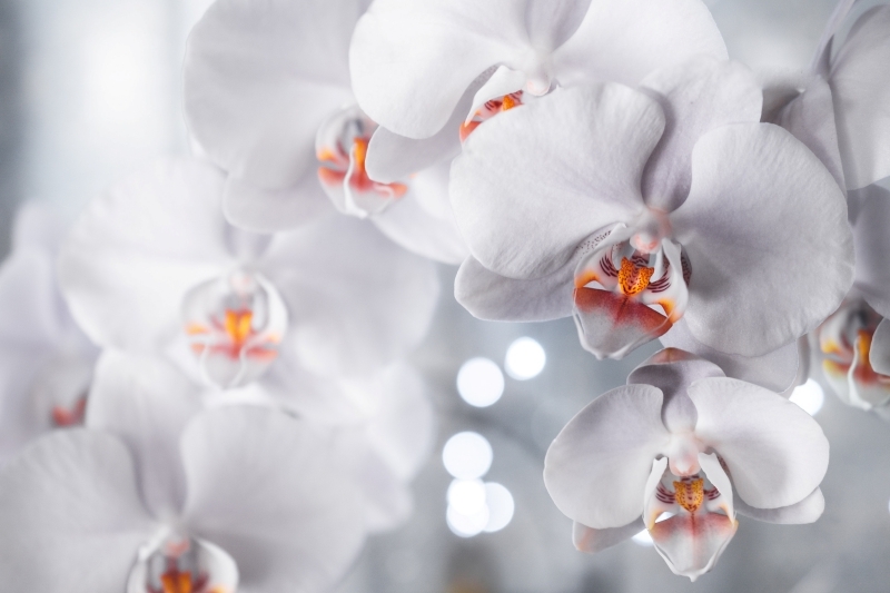 conditions comment s occuper d une orchidée blanche