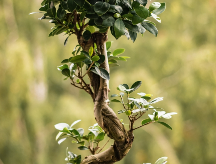 conseils cultivation bonsai ficus ginseng entretien facile