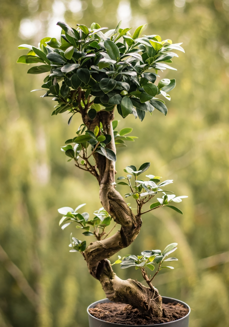 conseils cultivation bonsai ficus ginseng entretien facile