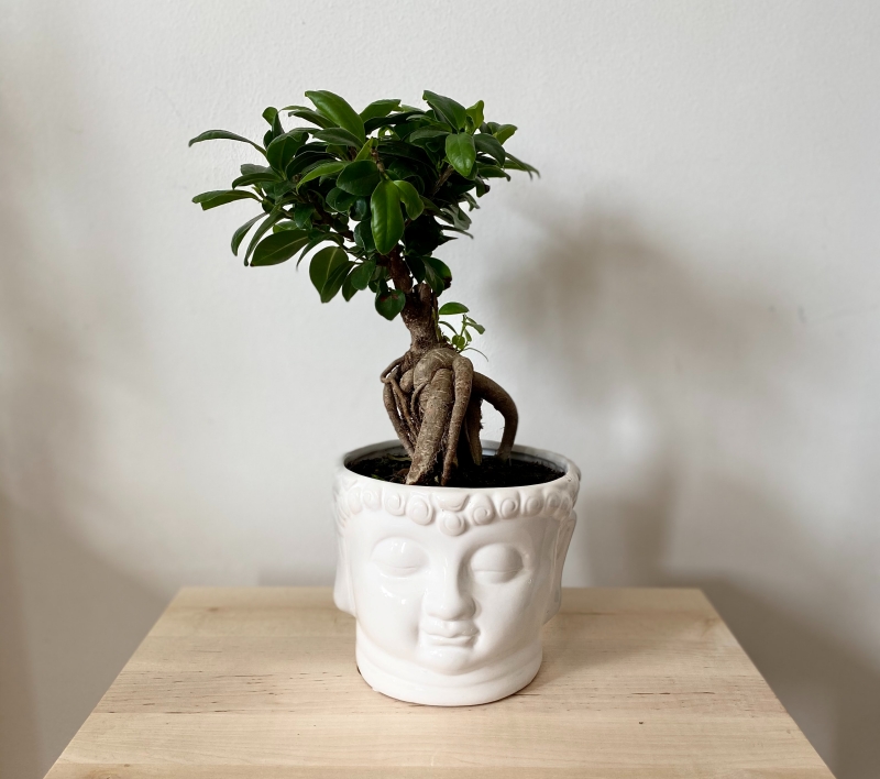 conseils entretien bonsai ficus ginseng exposition soleil arrosage