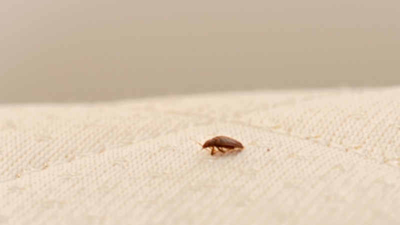 conseils punaise de lit traitement invasion insectes maison