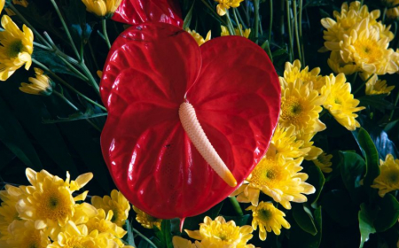 culture et entretien de l anthurium astuces faire fleurir une fleur d intérieur