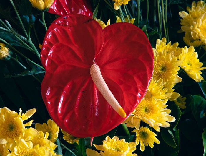 culture et entretien de l anthurium astuces faire fleurir une fleur d intérieur