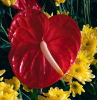 culture et entretien de l anthurium astuces faire fleurir une fleur d intérieur