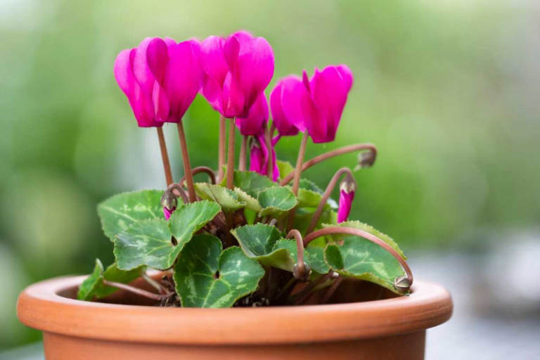 Comment entretenir un cyclamen ? Tout savoir pour avoir une belle