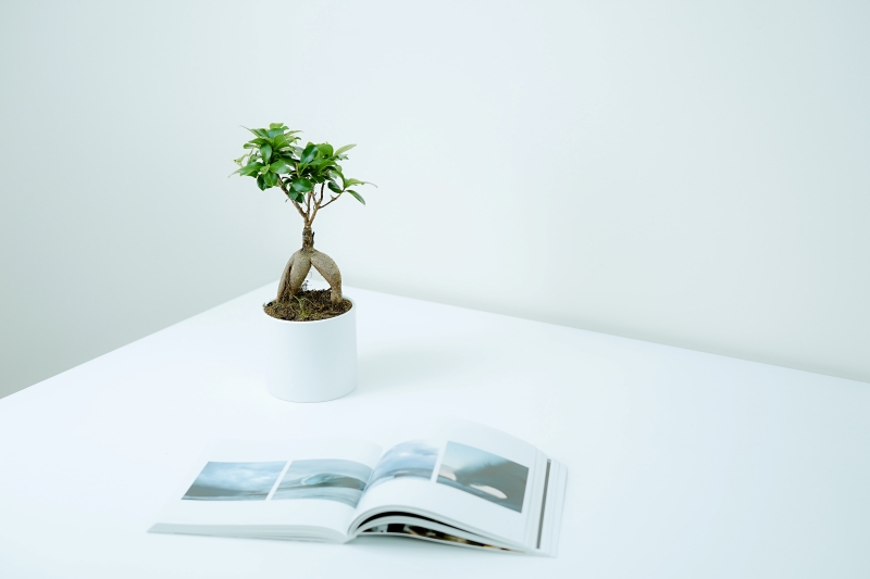 décoration bureau plante bonsai variété ficus entretien