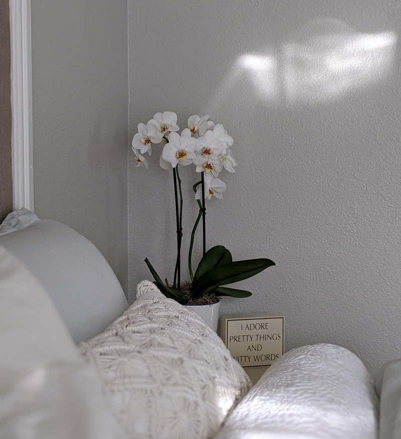 durée de vie orchidée décoration coussin macramé canapé
