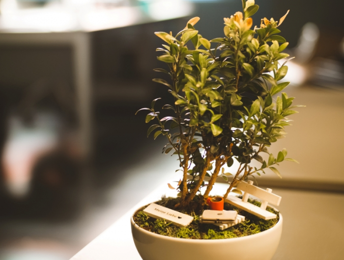 entretien ficus ginseng intérieur plante verte bonsai