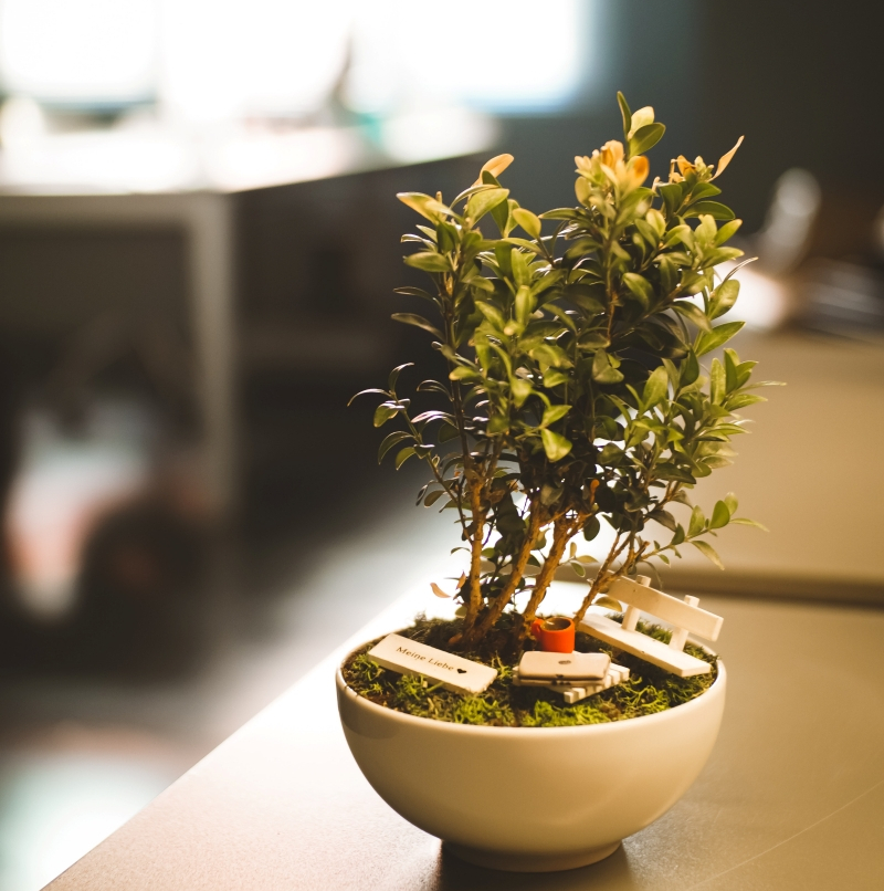entretien ficus ginseng intérieur plante verte bonsai