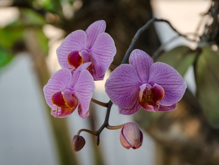 entretien orchidée conditions floraison engrais naturel