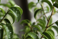 Entretien d’un ficus ginseng : Les conseils simples pour une plante  en bonne santé