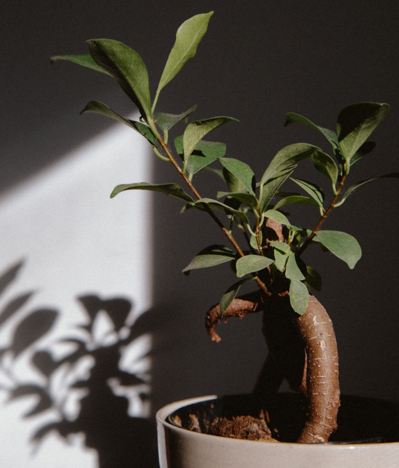exposition soleil lumière naturelle entretien ficus bonsai