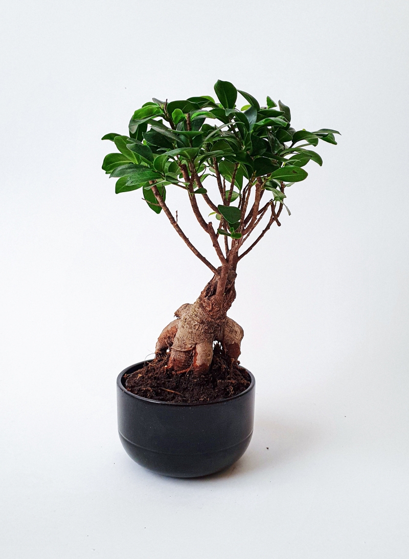 ficus ginseng bonsai which potting material watering advice