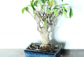 Entretien d’un ficus ginseng : Les conseils simples pour une plante  en bonne santé
