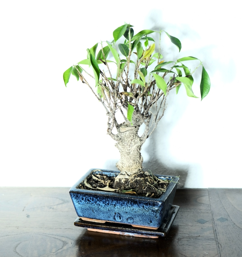 ficus ginseng losing leaves indoor gardening tips
