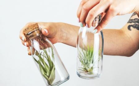 filles de l air tillandsia plante contenant verre sans sol