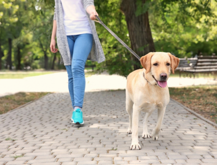 marcher pour maigrir une promenade avec le chien 2