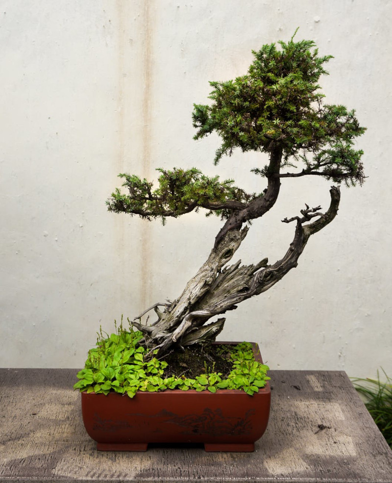 mini bonsai soins arrosage engrais rempotage temperature exposition hivernage