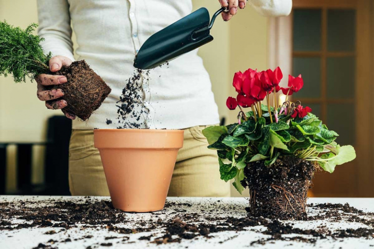 Comment entretenir un cyclamen ? Tout savoir pour avoir une belle