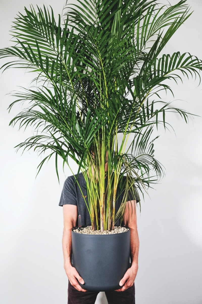 palmier d intérieur plante porte bonheur argent feng shui