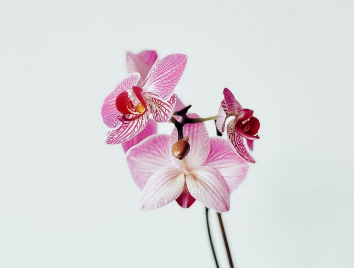 plante d intérieur comment faire refleurir une orchidée