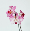 plante d intérieur comment faire refleurir une orchidée