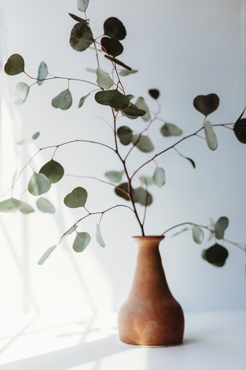 plante du bonheur vase terracotta eucalyptus branches