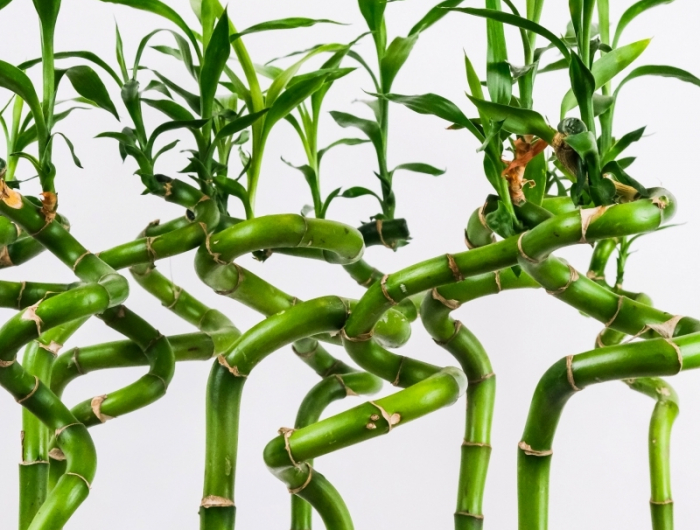 plante energie positive bambou symbolisme entretien sans sol
