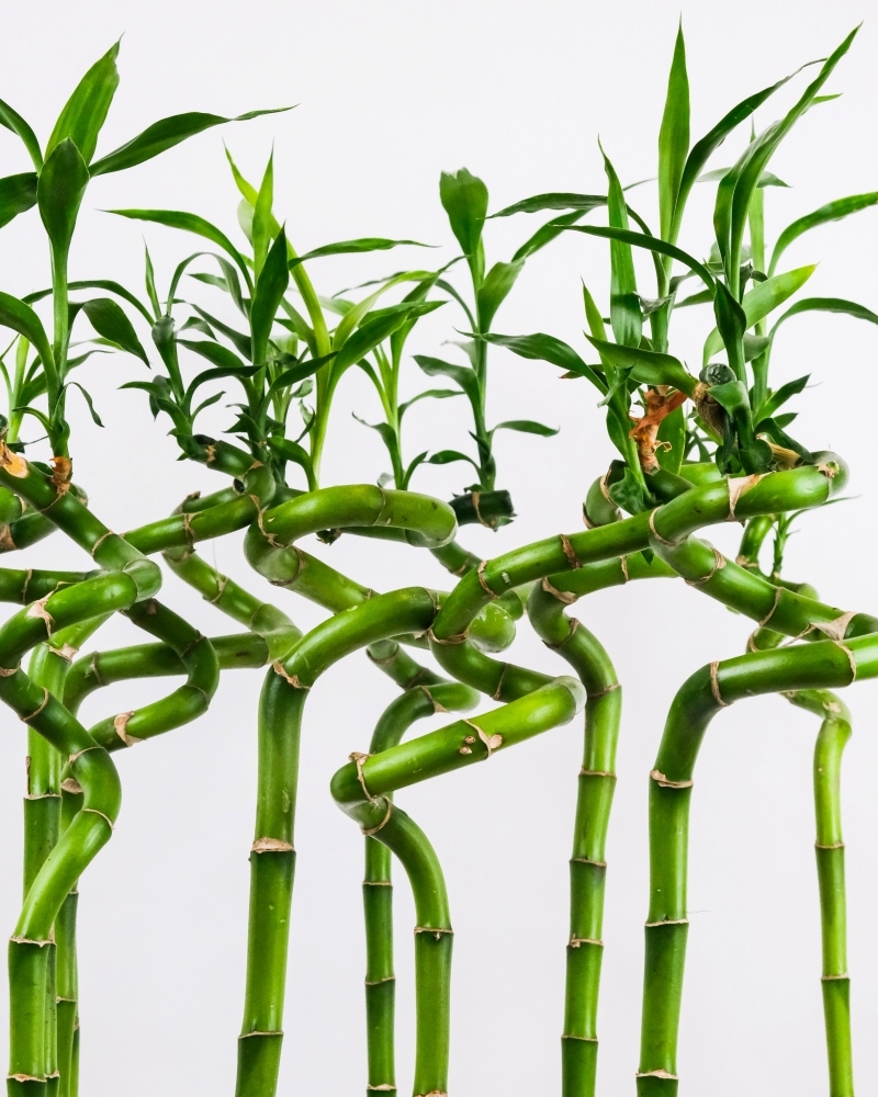 plante energie positive bambou symbolisme entretien sans sol