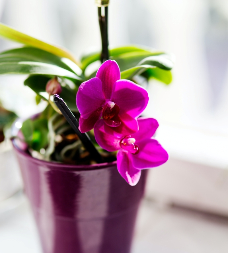 pot fleur rose fuschia porte bonheur maison orchidée
