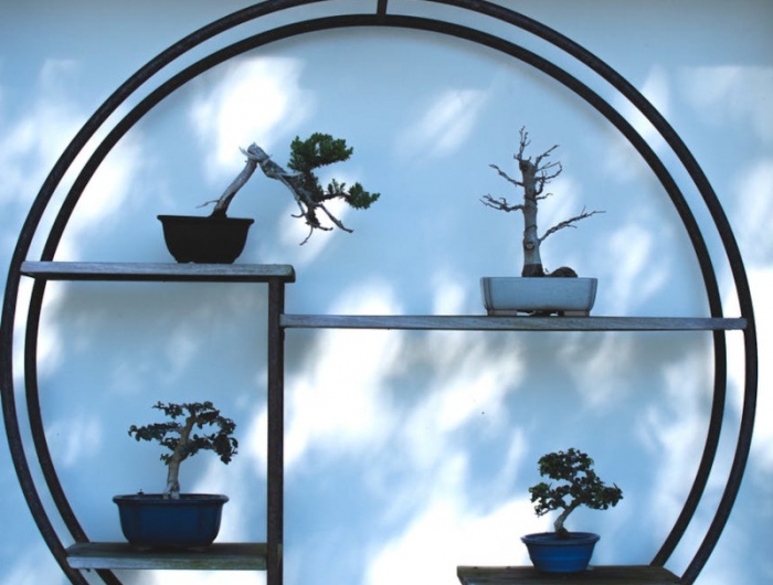 rempotage bonsai prendre une bouture sois meme et la planter soigneusement