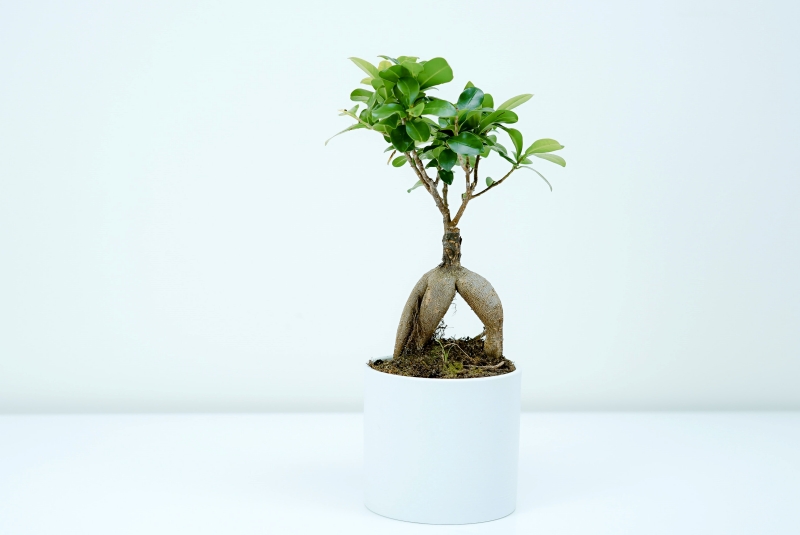 potted ficus ginseng indoor green plants bonsai type