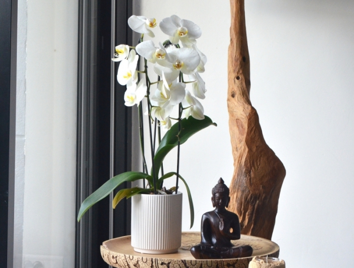statuette boudha entretien des orchidees d interieur fenetre