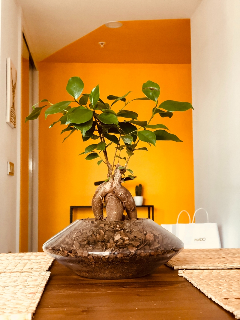 taille ficus ginseng pot transparent sol peinture orange