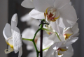 Comment faire refleurir une orchidée ? Voici les secrets !