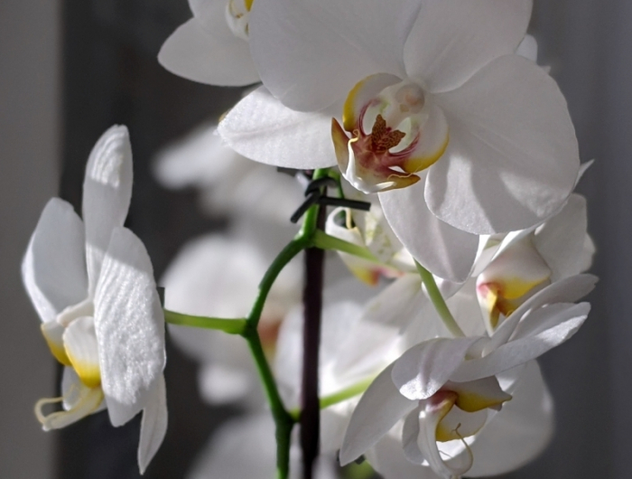 taille orchidée bicarbonate de soude orchidée fenetre lumiere
