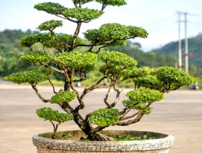 terre pour bonsai quel engrais choisir pour avoir un bel arbre d interieur