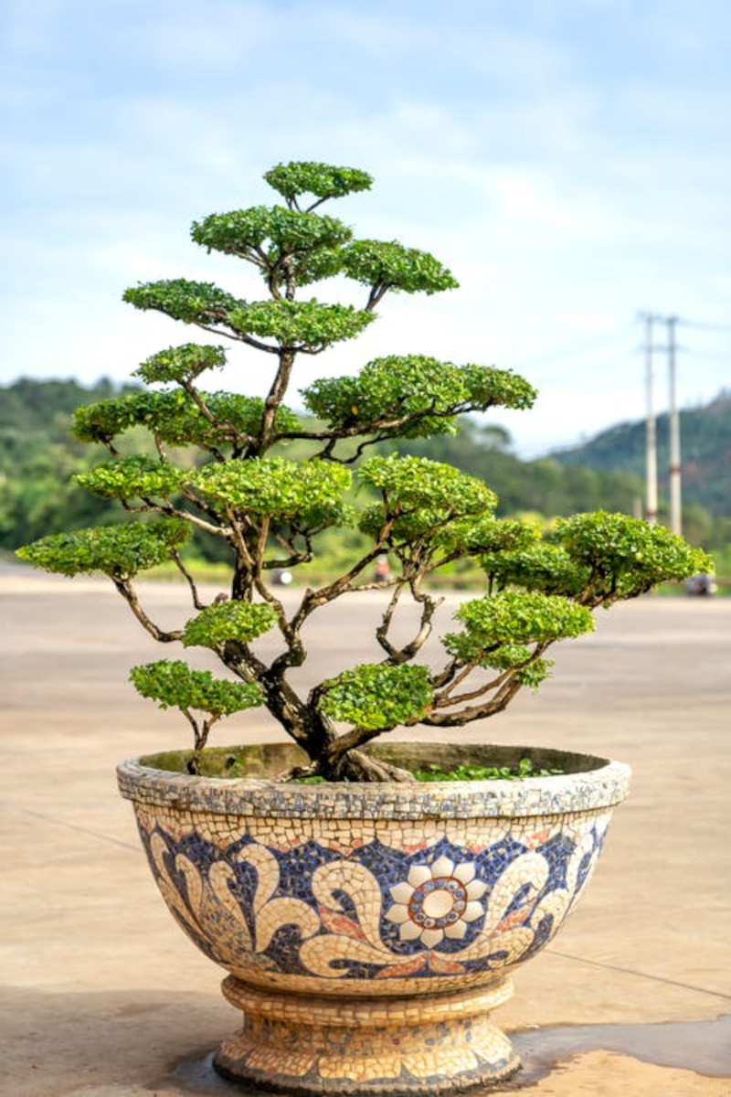terre pour bonsai quel engrais choisir pour avoir un bel arbre d interieur
