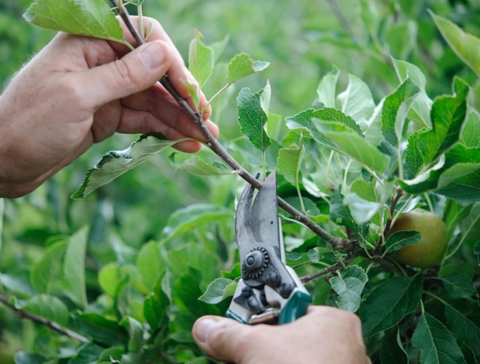 summer pruning with david hurrion (4th august 2010)