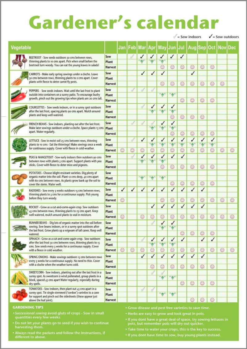 calendrier des semis liste légumes conditions favorables mois saisons