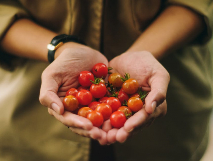 calendrier plantation tomates pour avoir une recolte abondante