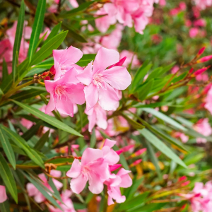 combien de temps dure t elle la floraison du laurier rose