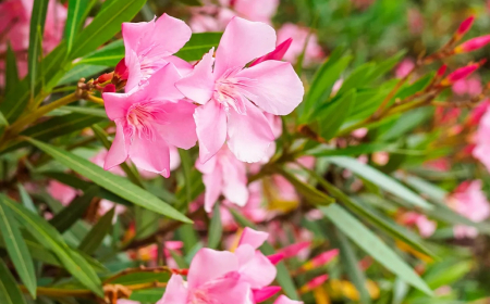 combien de temps dure t elle la floraison du laurier rose